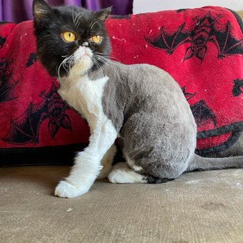 https://pethavenburbank.digitalguider.dev/wp-content/uploads/2026/05/catpic.webp