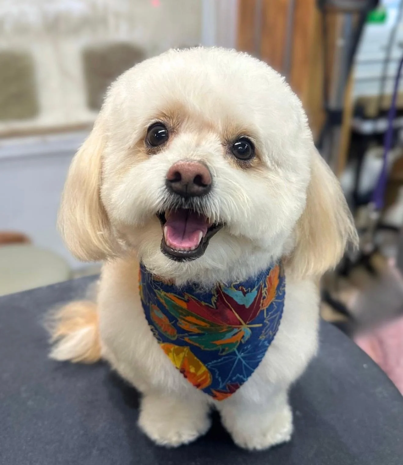 https://pethavenburbank.digitalguider.dev/wp-content/uploads/2026/05/dogimage.webp