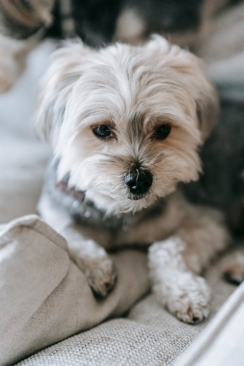 https://pethavenburbank.digitalguider.dev/wp-content/uploads/2026/05/morkie-img.jpeg