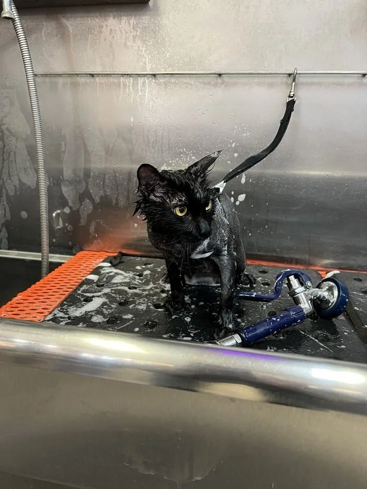 https://pethavenburbank.digitalguider.dev/wp-content/uploads/2026/05/professional-cat-groomingpic.webp
