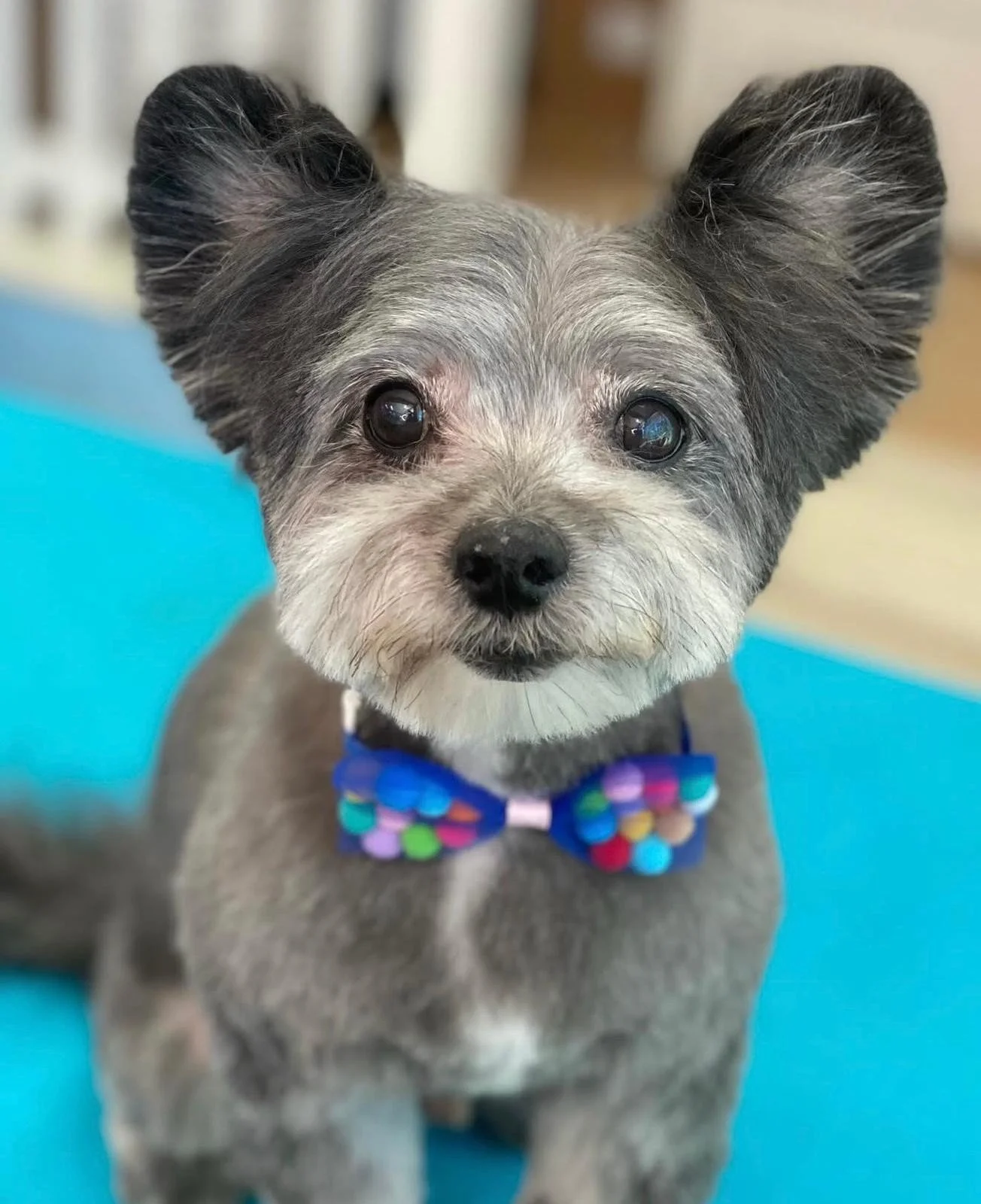 https://pethavenburbank.digitalguider.dev/wp-content/uploads/2026/05/yorkie-dog-grooming-1.webp